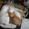[��创�t�C]���֤k妈妈��记5