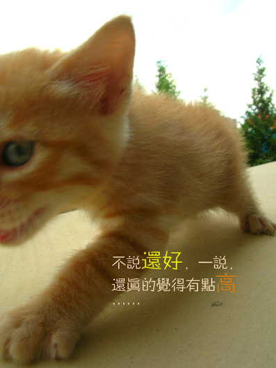 大虎6.jpg