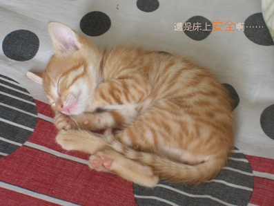 大虎8.jpg