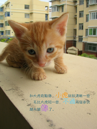 小虎1.jpg