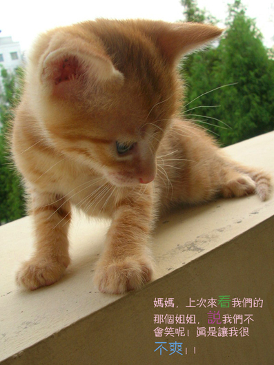 小虎3.jpg
