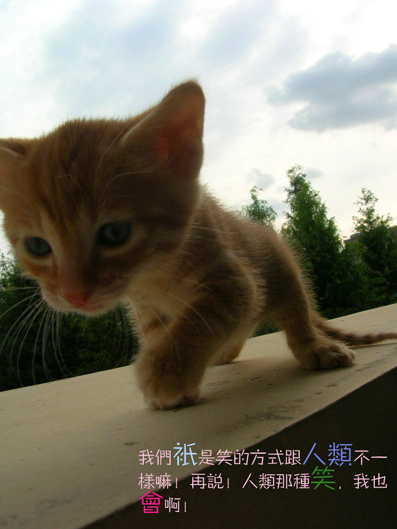 小虎4.jpg