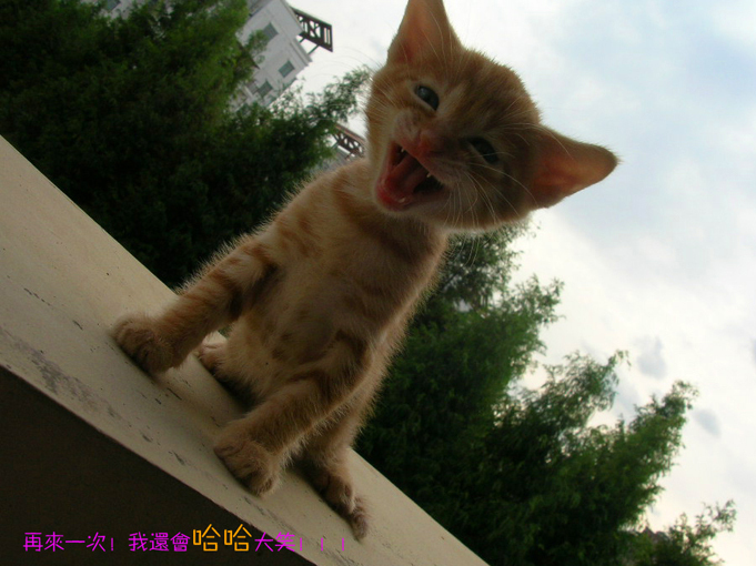 小虎6.jpg