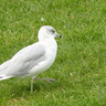 Accipiter